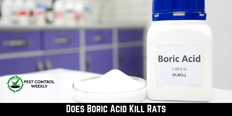 Does Boric Acid Kill Rats