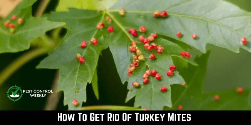 How To Get Rid Of Turkey Mites