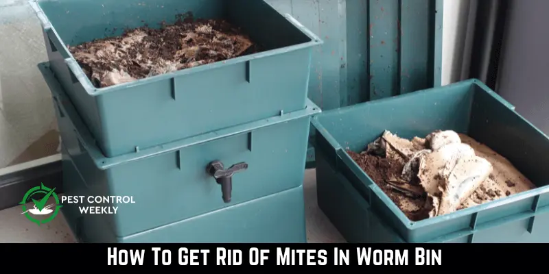 How To Get Rid Of Mites In Worm Bin