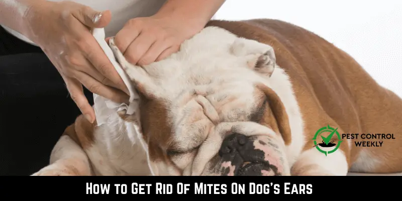 Get Rid Of Mites On Dog's Ears