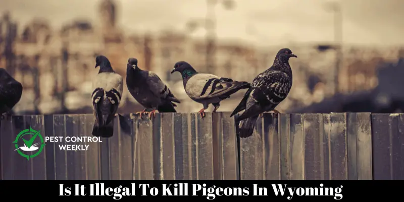 Is It Illegal To Kill Pigeons In Wyoming 