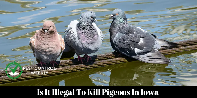 Is It Illegal To Kill Pigeons In Iowa 