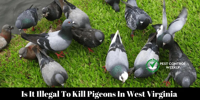 Is It Illegal To Kill Pigeons In West Virginia 