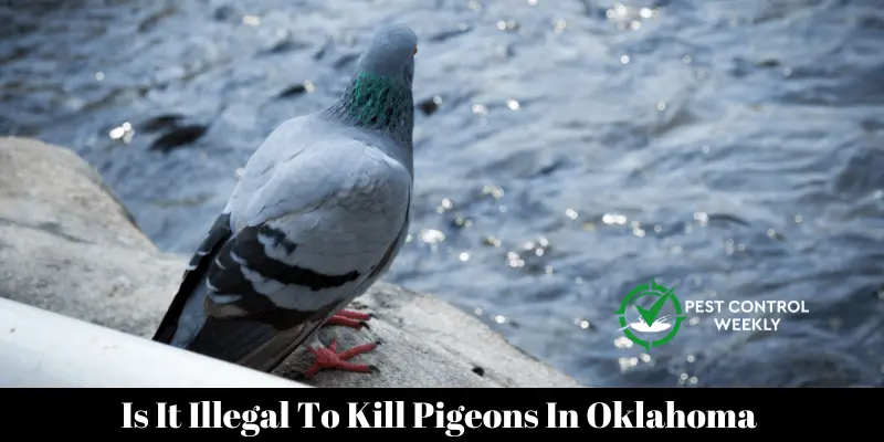 Is It Illegal To Kill Pigeons In Oklahoma 