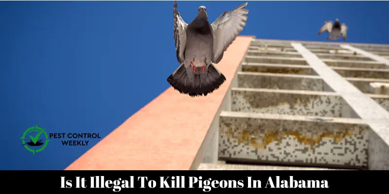 Is It Illegal To Kill Pigeons In Alabama