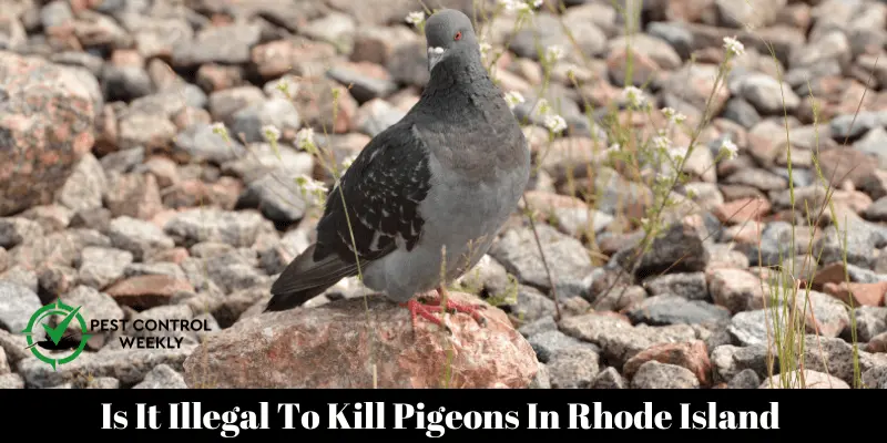 Is It Illegal To Kill Pigeons In Rhode Island 