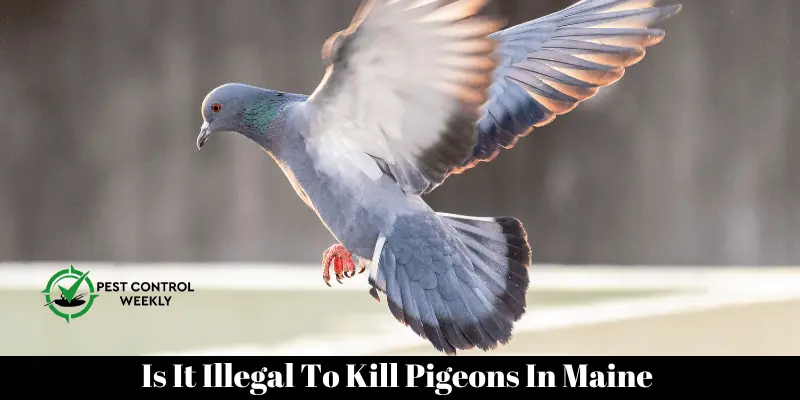 Is It Illegal To Kill Pigeons In Maine 