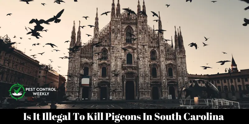 Is It Illegal To Kill Pigeons In South Carolina 