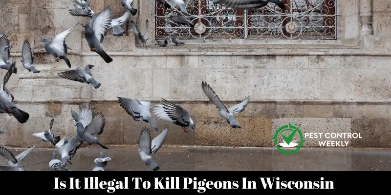 Is It Illegal To Kill Pigeons In Wisconsin 