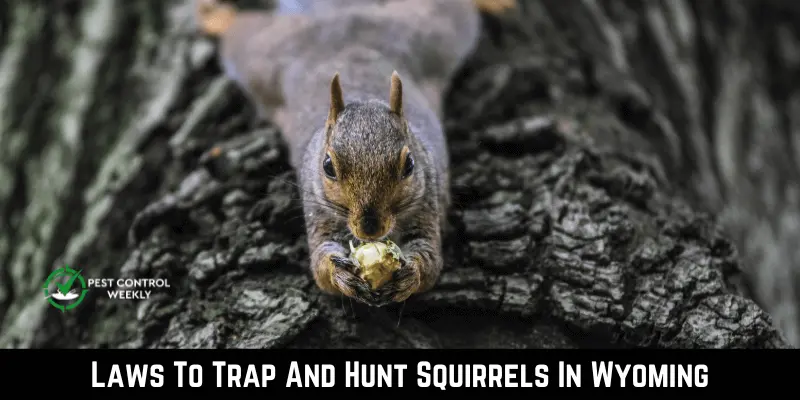 Laws To Trap And Hunt Squirrels In Wyoming