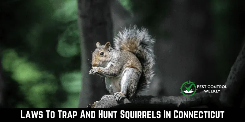 Laws To Trap And Hunt Squirrels In Connecticut