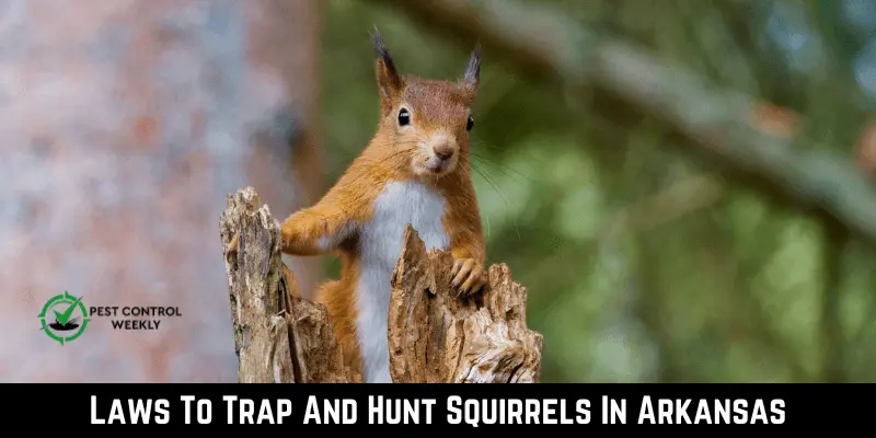 Laws To Trap And Hunt Squirrels In Arkansas