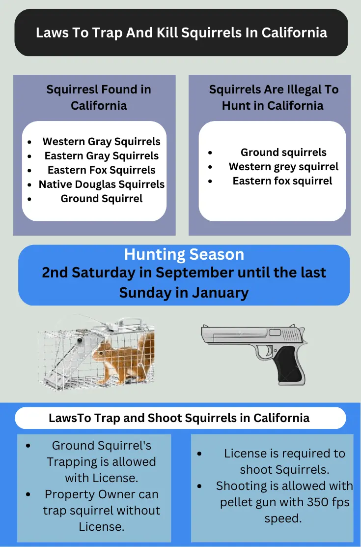 How to trap and kill Squirrels legally in california