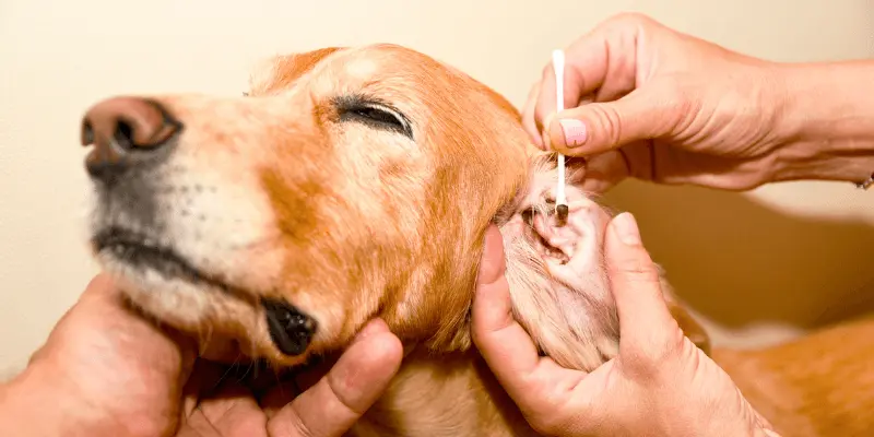 Cleaning The Infested Dog’s Ear Canal