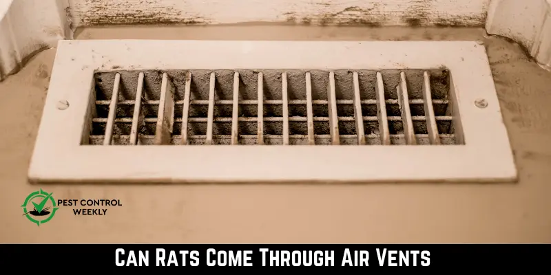 Can Rats Come Through Air Vents