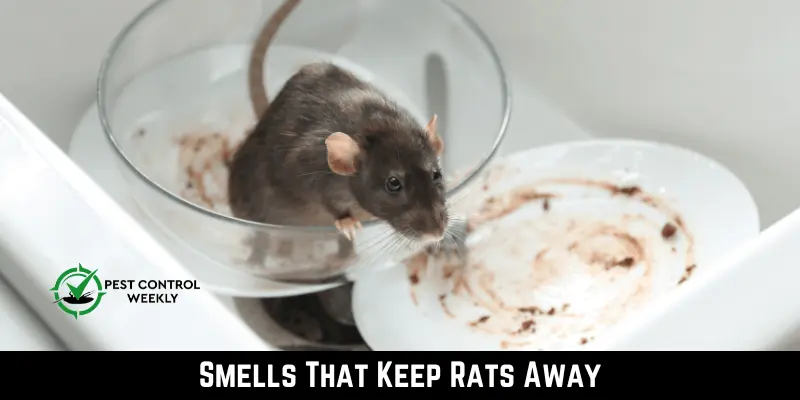 Smells That Keep Rats Away