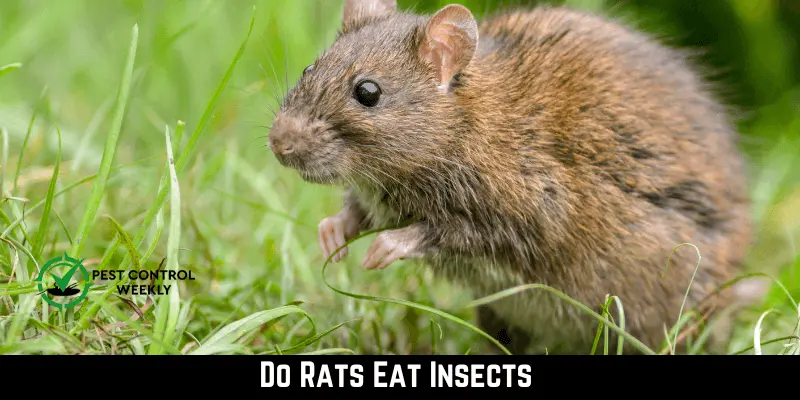 Do Rats Eat Insects