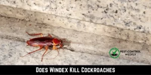 Does Windex Kill Cockroaches