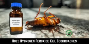 Does Hydrogen Peroxide Kill Cockroaches
