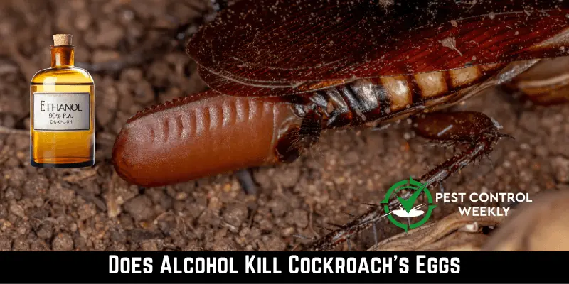 Does Alcohol Kill Cockroaches' Eggs