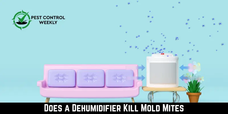Does a Dehumidifier Kill Mold Mites