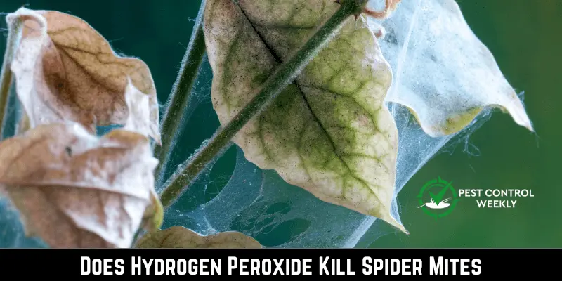 Does Hydrogen Peroxide Kill Spider Mites
