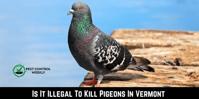 is it illegal To Kill Pigeons In Vermont
