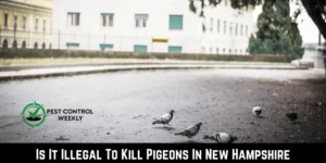 Is It Illegal To Kill Pigeons In New Hampshire