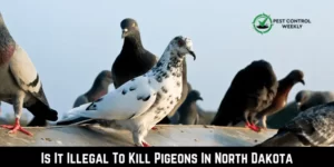 Is It Illegal To Kill Pigeons In North Dakota