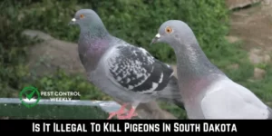 Is It Illegal To Kill Pigeons In South Dakota