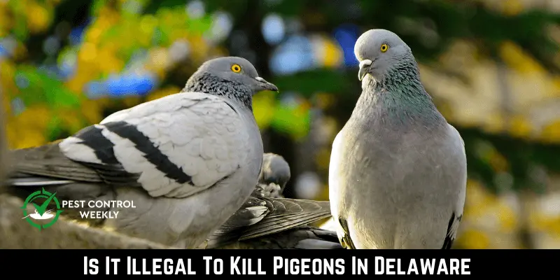 Is It Illegal To Kill Pigeons In Delaware