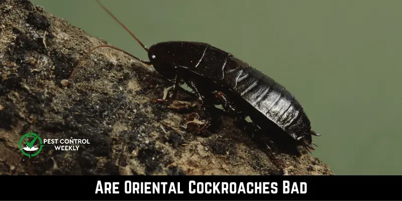 Are Oriental Cockroaches Bad