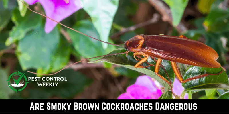 Are Smoky Brown Cockroaches Dangerous