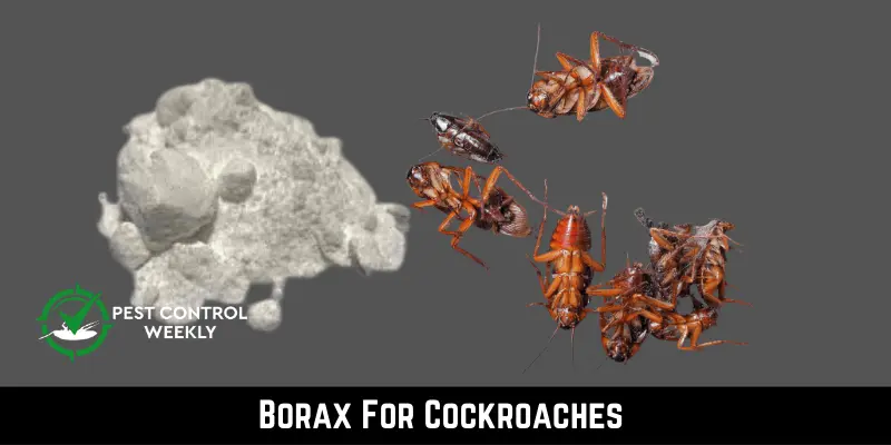 Borax For Cockroaches