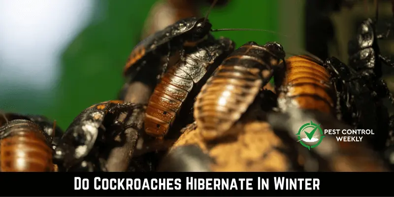Do Cockroaches Hibernate In Winter