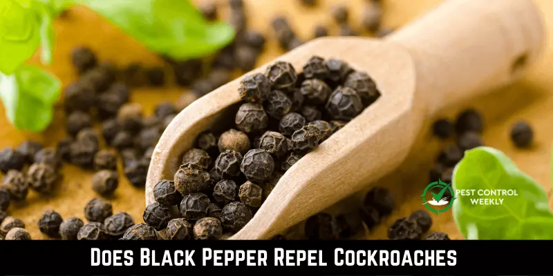 Does Black Pepper Repel Cockroaches