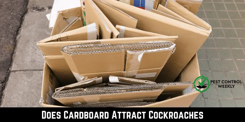 Does Cardboard Attract Cockroaches