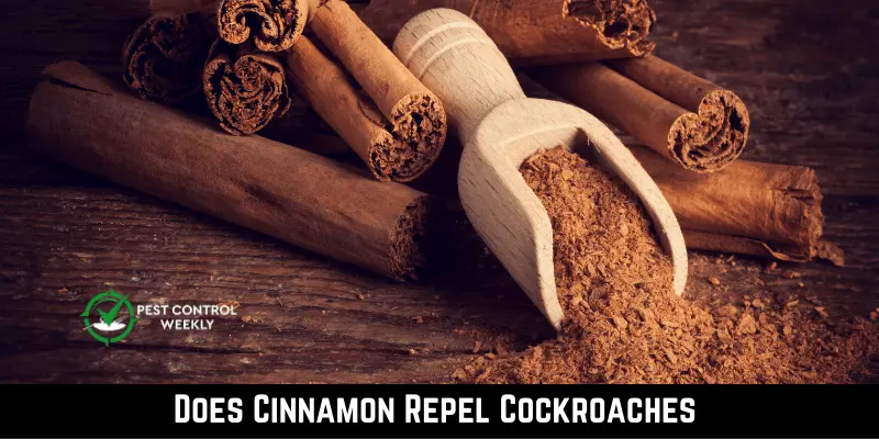 Does Cinnamon Repel Cockroaches