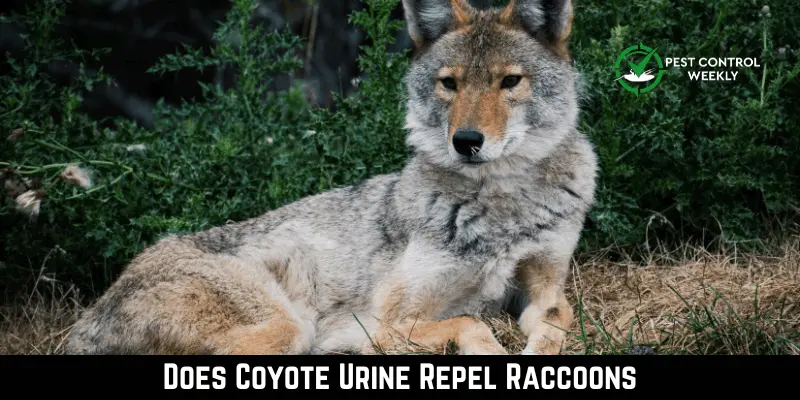 Does Coyote Urine Repel Raccoons