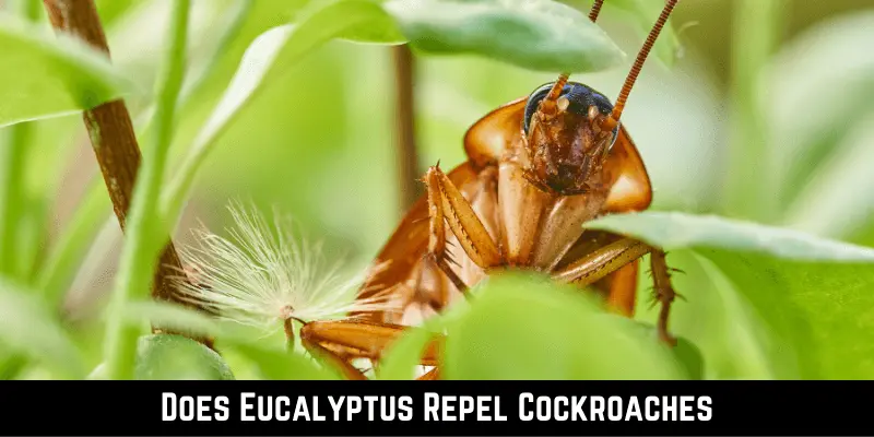 Does Eucalyptus Repel Cockroaches