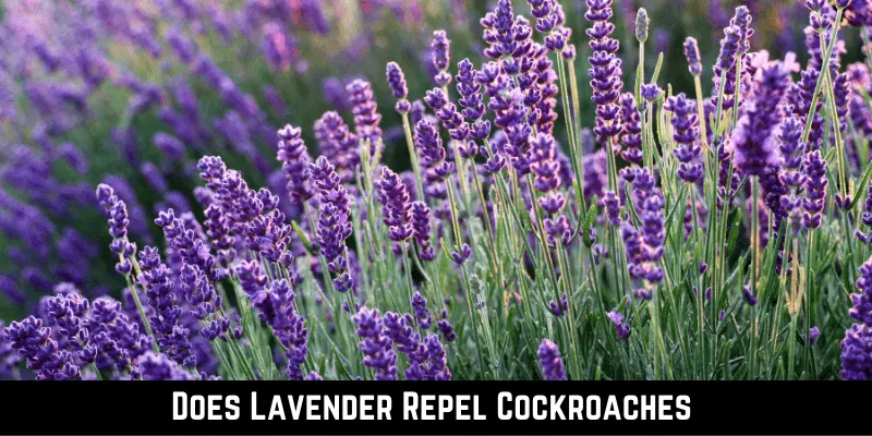Does Lavender Repel Cockroaches