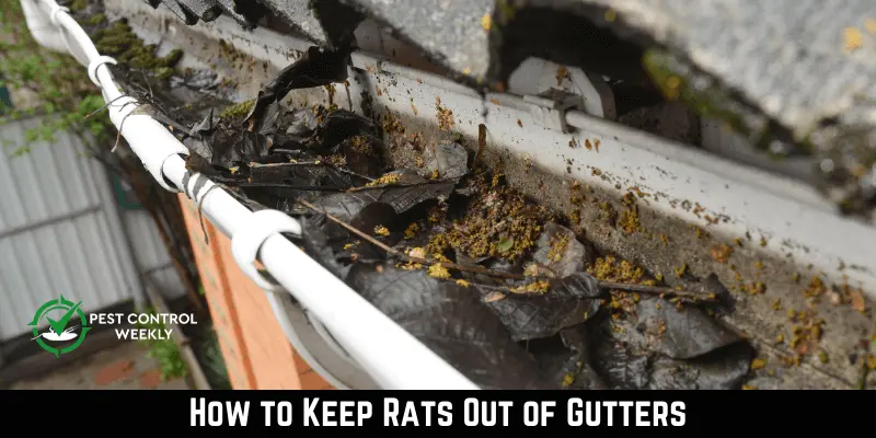 How to Keep Rats Out of Gutters