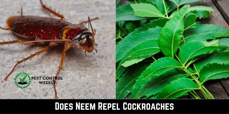 Does Neem Repel Cockroaches