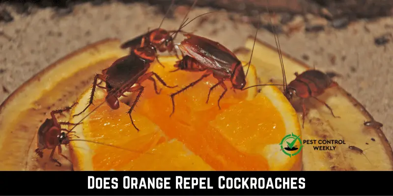 Does Orange Repel Cockroaches