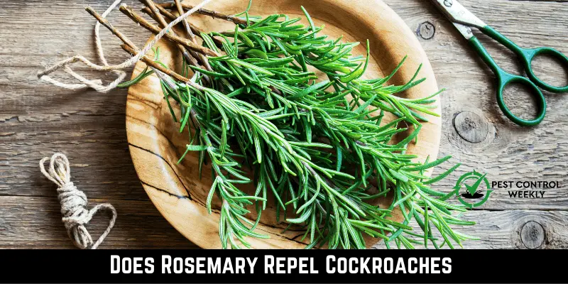 Does Rosemary Repel Cockroaches