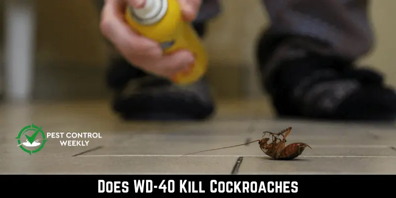 Does WD-40 Kill Cockroaches