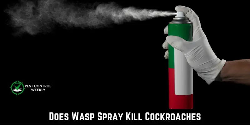 Does Wasp Spray Kill Cockroaches
