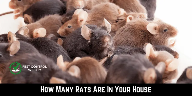How Many Rats Are In Your House