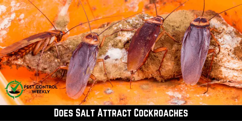 Does Salt Attract Cockroaches