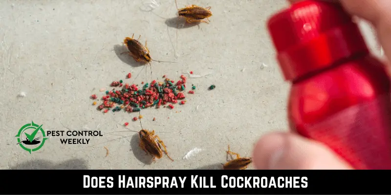 Does Hairspray Kill Cockroaches